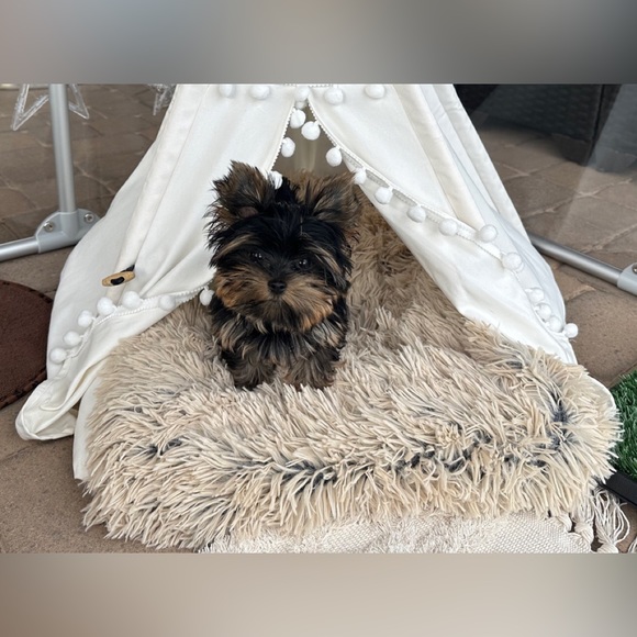 yorkiemom333